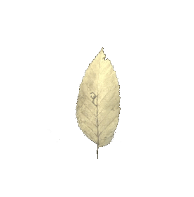 white_leaf_1_key_item_shenmue_3_wiki_guide_275px